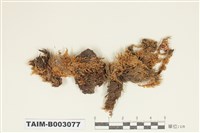 藏品(灰苔科)的圖片